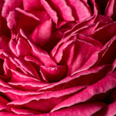 Naklejka premium Pink Rose flower