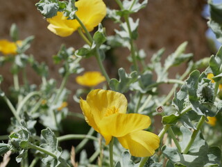 Naklejka premium Large fragrant yellow flowers of horned poppy on a sunny spring day. Herbal raw materials for the treatment of cough.