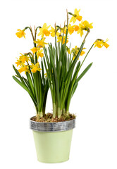 Colorful potted yellow daffodils or Narcissus plant with clusters