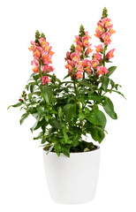 Potted Snapdragon or Dragon Flower plant on white