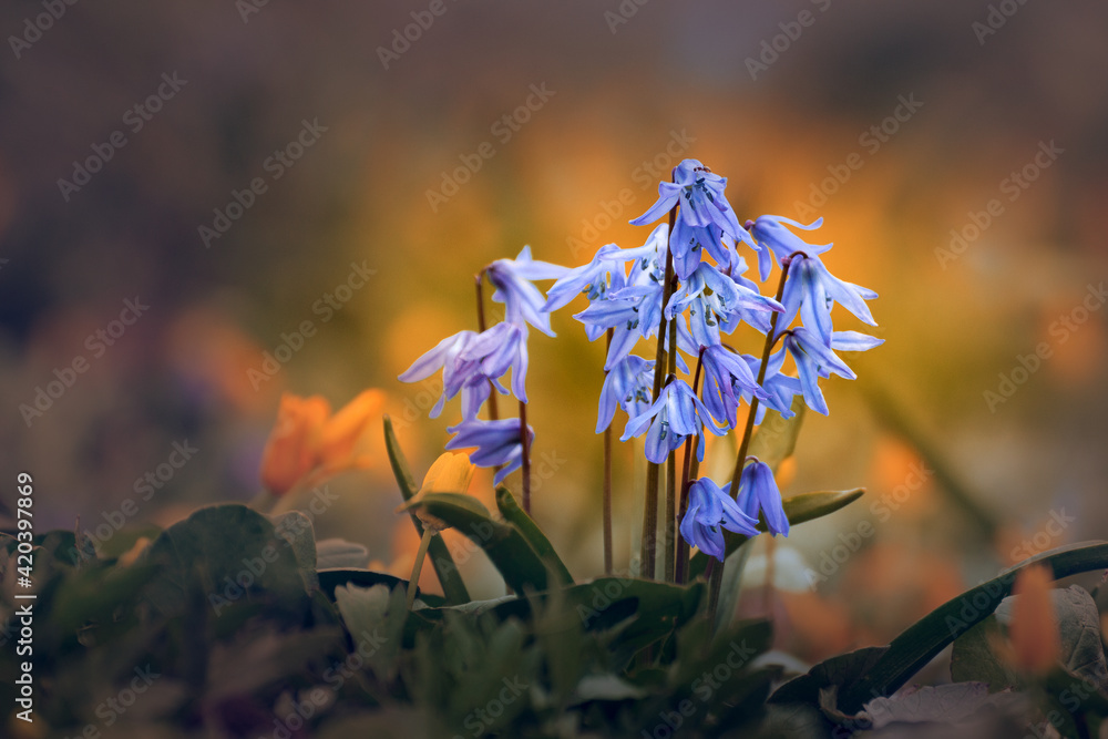 Canvas Prints flowers in the sun