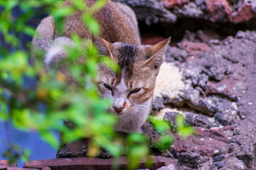 Indian cat domestic pet looking at camera