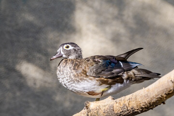 Wood Duck (Aix sponsa) female in Los Angeles County arboretum, Los Angeles, California, USA