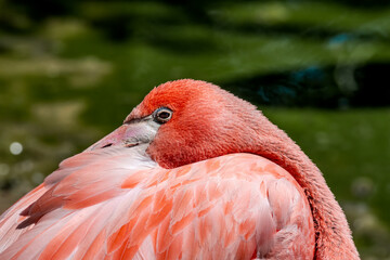 Caribbean Flamingo (Phoenicopterus ruber) on pond