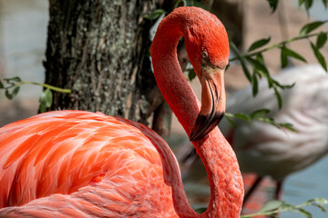 Caribbean Flamingo (Phoenicopterus ruber) on pond