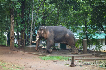 Elephant at Abhayaranyam Zoo in Kerala