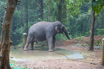 Elephant at Abhayaranyam Zoo in Kerala