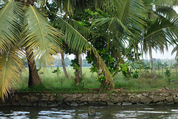 Backwaters network of brackish lagoons in Kerala