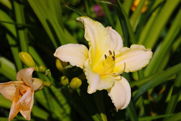 Beautiful blooming lily in the garden or park.