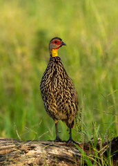 Yellow-necked Spurfowl (Pternistis leucoscepus) in Tarangire, Tanzania
