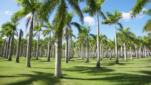 Palm park on a summer sunny day. Tall palm trees on a green grassy lawn. Tropical plantation. Long branches of palm trees against the blue sky. Beautiful slender trees.