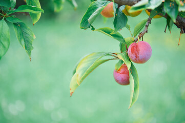 branch with plum