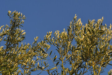 olive tree plant