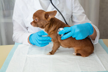 A veterinarian examines a chihuahua puppy with a stethoscope. Selective focus on the dog.
