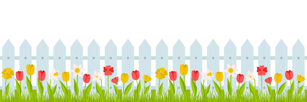 Seamless horizontal border. Lawn grass with red, yellow tulips and daffodils and a fence. Summer, spring illustration in cartoon style. Vector in a flat style on a white background.