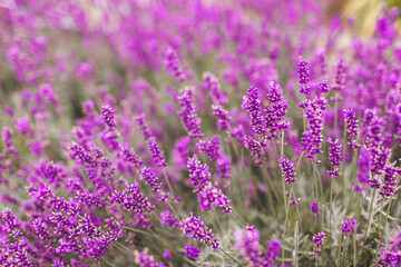 Closeup of purple lavender flowers. Selective focus