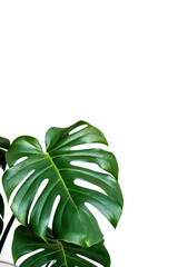 Fototapeta premium Monstera deliciosa or Swiss cheese plant on a white background. Stylish and minimalistic urban jungle interior. Empty white wall and copy space