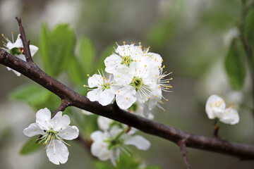 Cherry blossom in spring garden. White sakura flowers on a branch