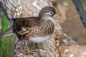 Feral Mandarin Duck (Aix galericulata) female in Los Angeles County arboretum, Los Angeles, California, USA