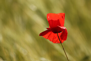 Papaver rhoeas. One poppy flower in green grain.