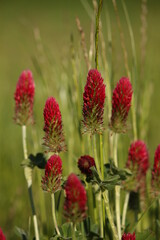
Trifolium incarnatum. closeup of a few pieces of red clover.
