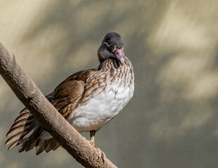 Feral Mandarin Duck (Aix galericulata) female in Los Angeles County arboretum, Los Angeles, California, USA