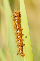 chenille 