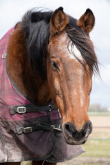 Brown horse with a red checkered cover, stands with slightly bowed head in a pasture in the Netherlands. Front view of head, the mane fluttering in the wind