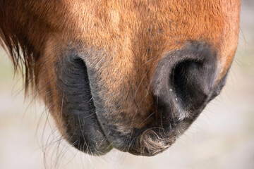 Side view of a nose, lips and mouth of a single brown horse. The mouth is slightly open and the lip hangs down a bit. Narrow depth of field, green blurred background