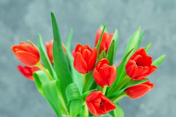 Bouquet of red tulips in a vase on a gray background.