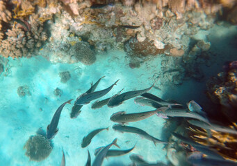 Tropical coral reef. Ecosystem and environment. Egypt. Near Sharm El Sheikh
