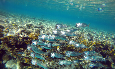 Tropical coral reef. Ecosystem and environment. Egypt. Near Sharm El Sheikh