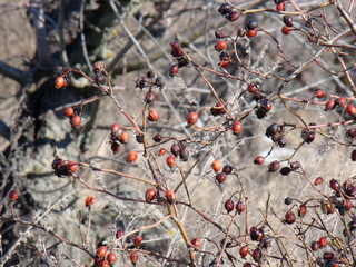 Winter on the island Khortytsa. wild rose hips in the forest.