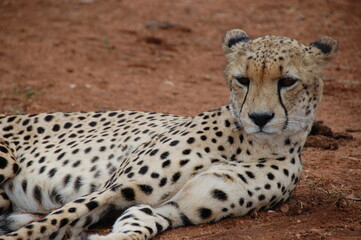 Este adorable cheetah descansando en la sabana de Africa.