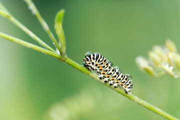 machaon