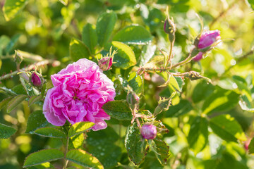 Bulgarian Rose 
