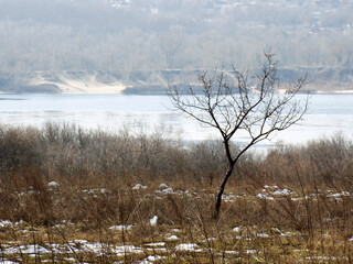 Winter on the island Khortytsa. The lonely tree.