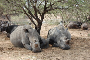Un grupo de rinocerontes descansando bajo los arboles. 