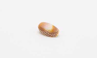 Sea shell isolated on a white background, Seashell on white background