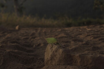 sprout in the ground