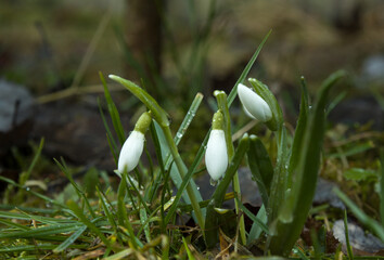 snowdrops in the forest with raindrops