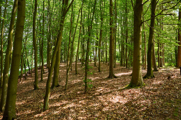 inside a large forest with tall tress