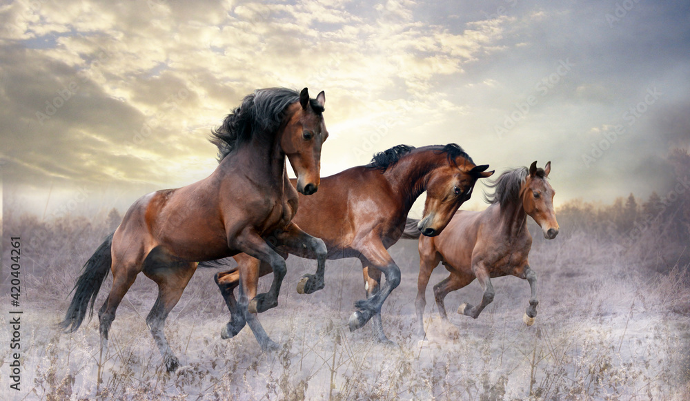 Wall mural a herd of three horses jumps on the field in winter colorful horses run through the snow in snowfall
