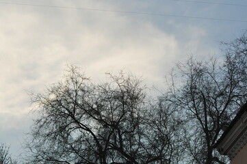 Trees in winter against the blue sky