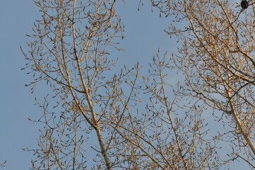 Trees in winter against the blue sky