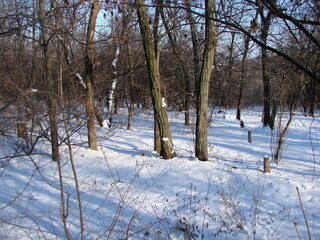 Panorama of the Dnieper forest on a frosty sunny day against the background of a fluffy light blue snow blanket at their feet.