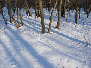 Panorama of the Dnieper forest on a frosty sunny day against the background of a fluffy light blue snow blanket at their feet.
