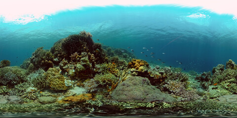 Fototapeta na wymiar Colourful tropical coral reef. Scene reef. Marine life sea world. Philippines. 360 panorama VR