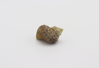 Sea shell isolated on a white background, Seashell on white background