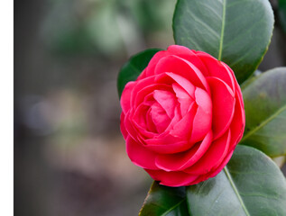 red cameria